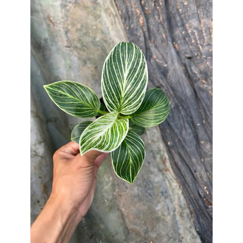 Trầu bà đế vương kim cương khỏe đẹp size nhỏ